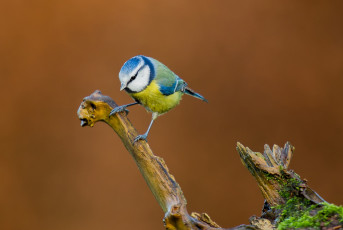 Картинка животные синицы +лазоревки цвет перья ветка птица клюв