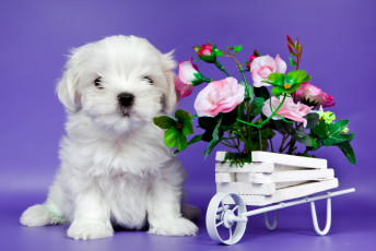 Картинка животные собаки цветы милый щенок