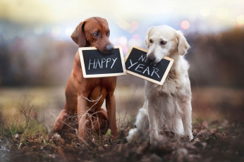 Картинка животные собаки таблички happy new year