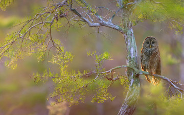Картинка животные совы ястребиная сова птица ветки дерево