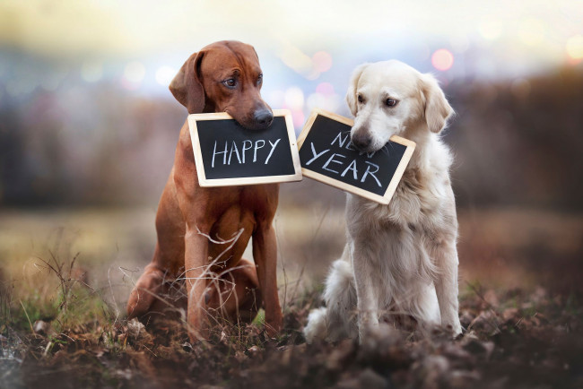 Обои картинки фото животные, собаки, таблички, happy, new, year