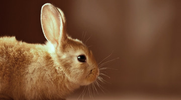 Картинка животные кролики +зайцы усы профиль кролик