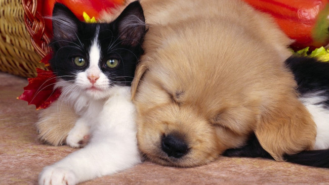 Обои картинки фото животные, разные вместе, сон, корзина, дружба, пол, щенок, котенок