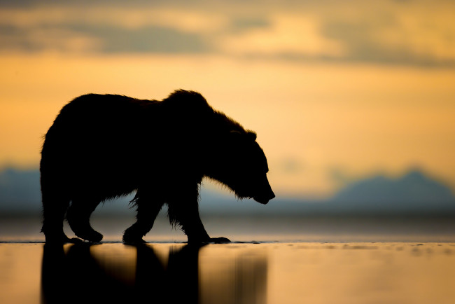 Обои картинки фото животные, медведи, закат, аляска, силуэт, медведь