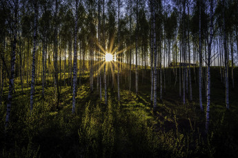 Картинка природа лес закат роща березы лучи солнца