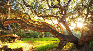 Картинка природа деревья тропа дерево солнце
