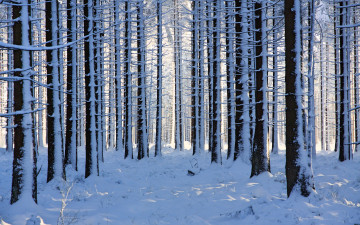 Картинка природа зима фотограф галина хвостенко озеро алтай деревья горы