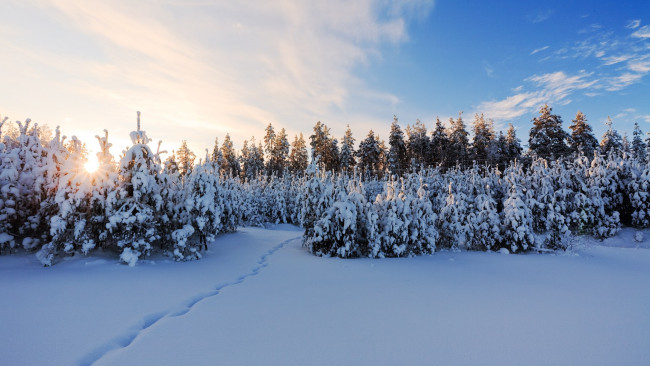 Обои картинки фото природа, лес, следы, облака, зима, снег