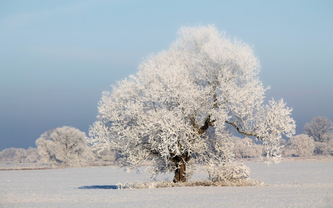 Обои картинки фото природа, зима, иней, снег, дерево