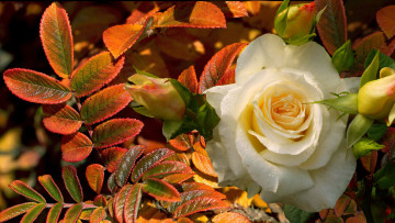 Картинка цветы розы белая