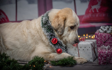 Картинка животные собаки пес ретривер мишура подарки