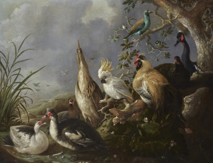 Картинка melchior+d`hondecoeter рисованное живопись птицы