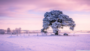 Картинка природа деревья одинокое старое дерево зима