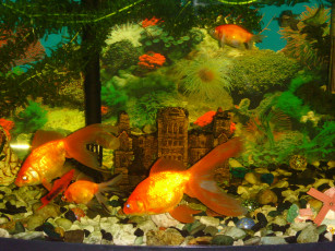 Картинка жители подводного царства животные рыбы