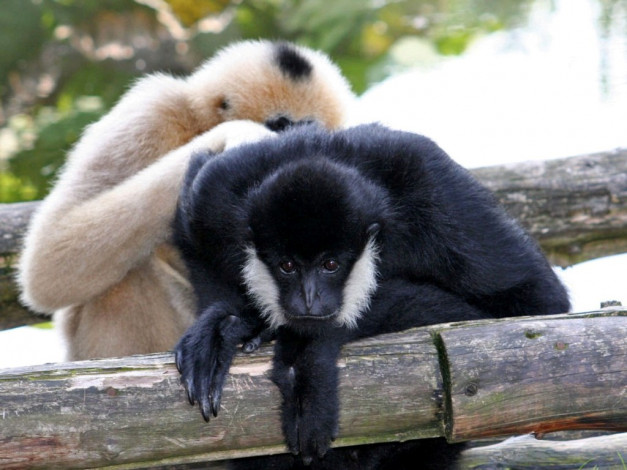 Обои картинки фото животные, обезьяны