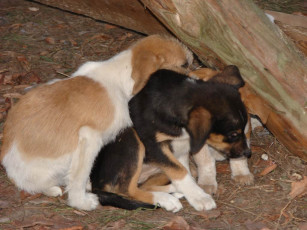 Картинка три брата животные собаки