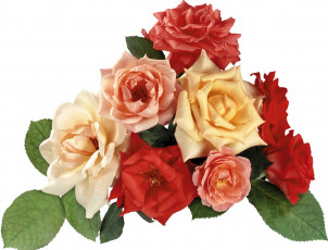 Картинка цветы розы розовые кремовые красные