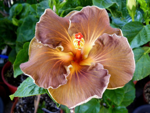 Картинка цветы гибискусы экзотика коричневый