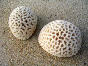 Картинка разное ракушки кораллы декоративные spa камни белый