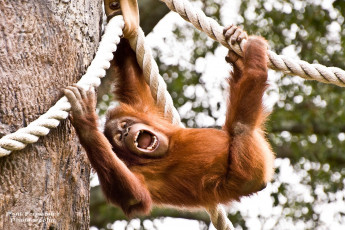 Картинка животные обезьяны крик орангутанг рыжий