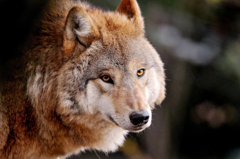 Картинка животные волки хищник взгляд