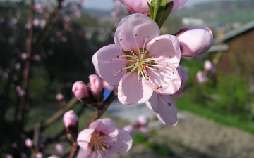 Картинка цветы цветущие деревья кустарники весна розовый