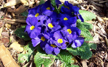 Картинка цветы примулы синий весна