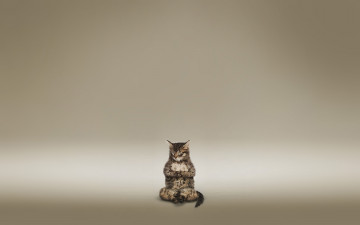 Картинка животные коты медитация кошка кот