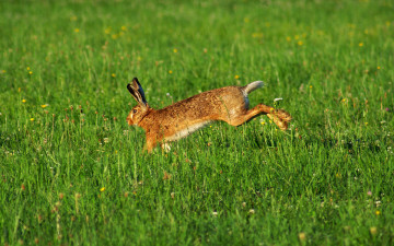 Картинка животные кролики зайцы трава заяц