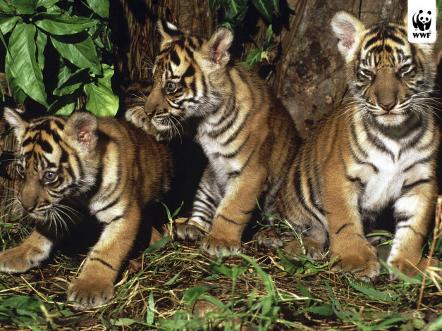 Обои картинки фото животные, тигры, тигр, котёнок
