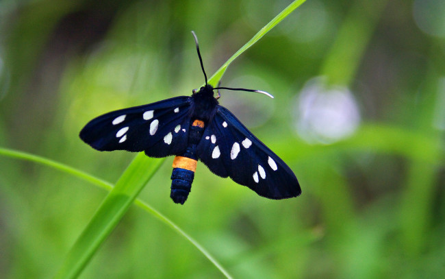 Обои картинки фото животные, бабочки, синие, крылышки, пятнышки