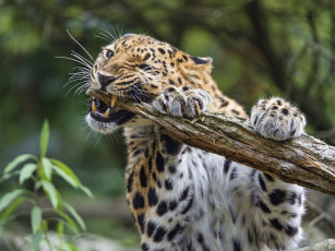Картинка животные леопарды клыки морда леопард грызет бревно когти