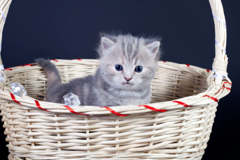 Картинка животные коты малыш корзина