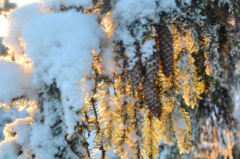 Картинка природа шишки +жёлуди +каштаны ель снег