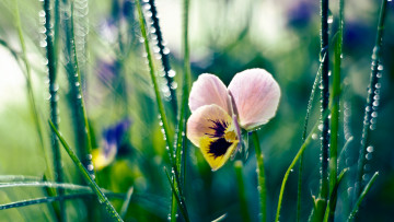 Картинка цветы анютины+глазки+ садовые+фиалки капли трава роса цветок анютины глазки