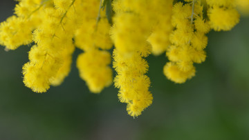 Картинка цветы мимоза природа желтые ветка весна акация дерево цветки