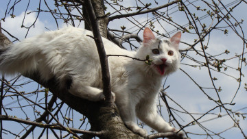 Картинка животные коты ветка