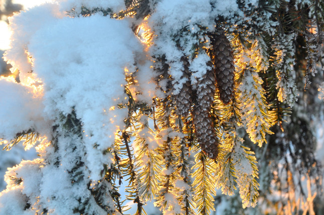 Обои картинки фото природа, шишки,  жёлуди,  каштаны, ель, снег