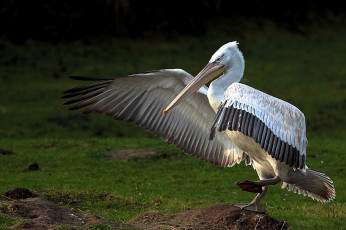 Картинка животные пеликаны пеликан