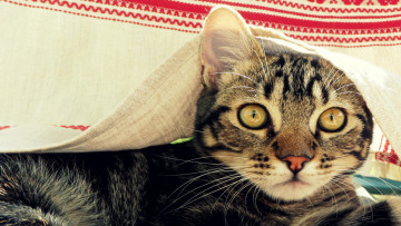 Картинка животные коты скатерть взгляд кошка кот