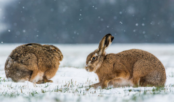 Картинка животные кролики +зайцы зайчики