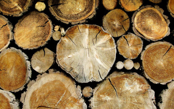 Картинка разное текстуры дрова бревна спилы
