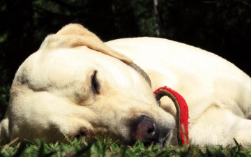 Картинка животные собаки собака пес лабрадор ошейник сон трава лужайка