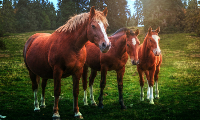 Обои картинки фото животные, лошади, лошадки