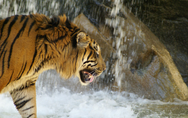 Обои картинки фото животные, тигры, скала, водопад, камни, вода, хищник, тигр