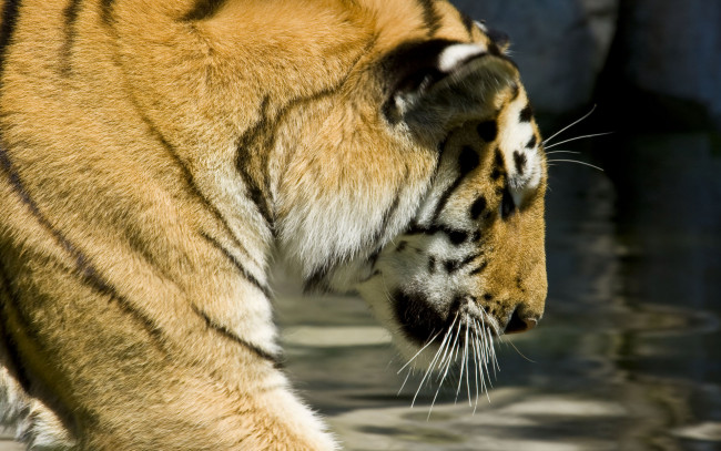 Обои картинки фото животные, тигры, вода, тигр, рыжий, усы