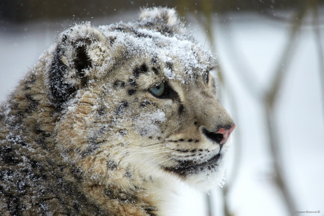 Обои картинки фото животные, снежный барс , ирбис, барс, хищник, снег, голова