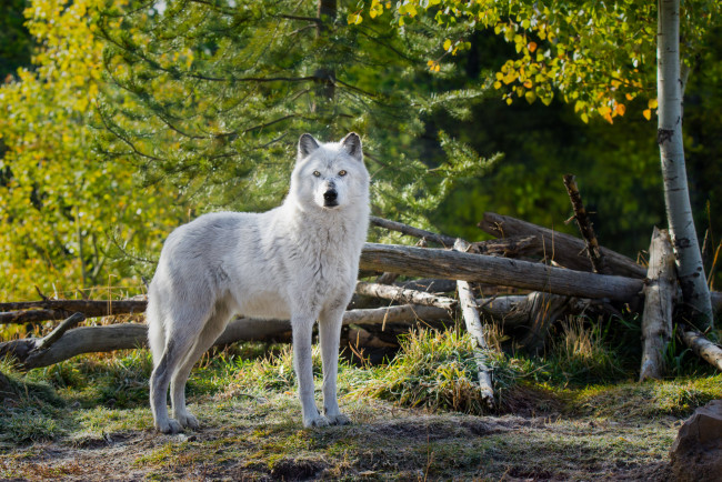 Обои картинки фото животные, волки,  койоты,  шакалы, животное, белый, wolf, волк, природа, взгляд, деревья