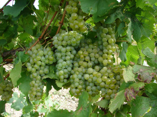 Картинка природа Ягоды +виноград гроздь ветка