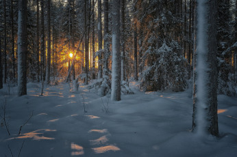 Картинка природа лес рассвет